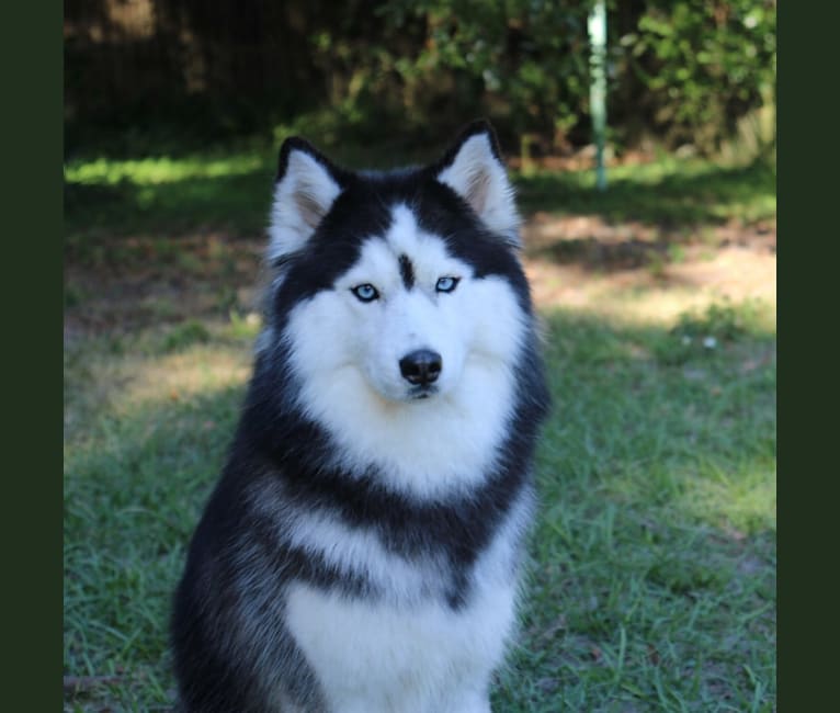 Skylar, a Siberian Husky tested with EmbarkVet.com