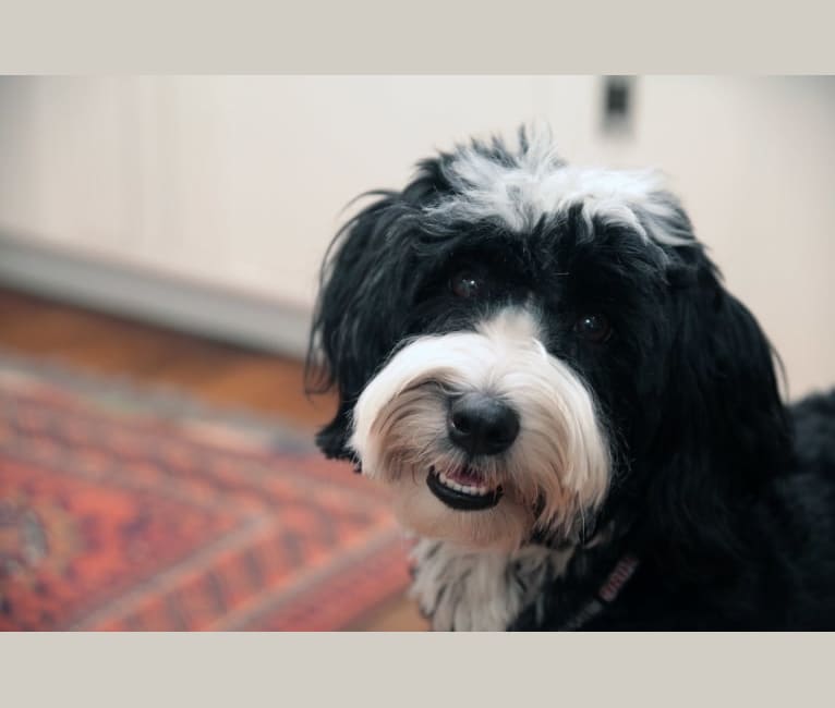 Dawson, a Tibetan Terrier tested with EmbarkVet.com