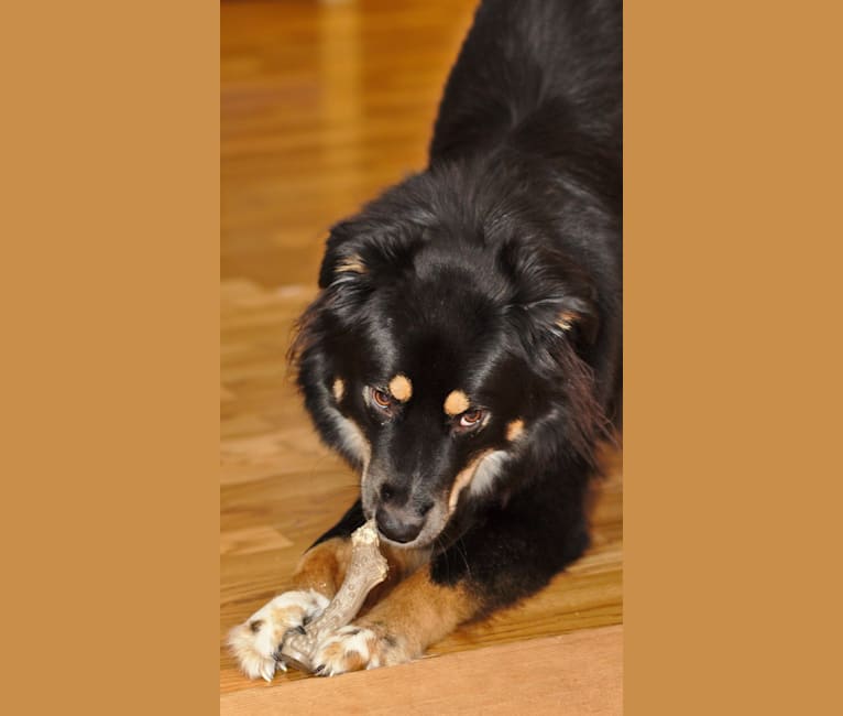 Scout, an Australian Shepherd and Great Pyrenees mix tested with EmbarkVet.com