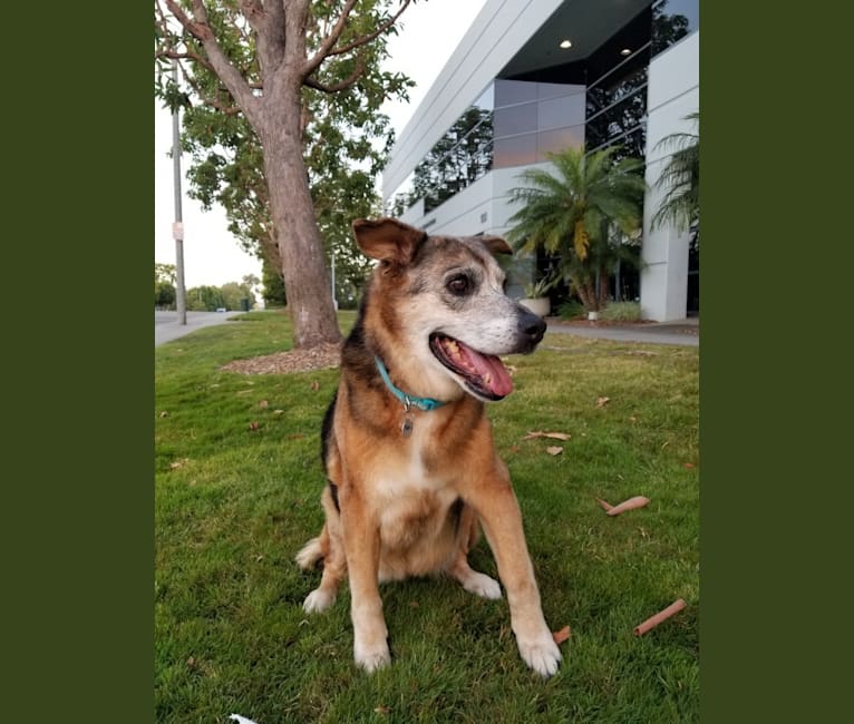 Photo of Marci, a German Shepherd Dog, Rottweiler, Australian Shepherd, Doberman Pinscher, and American Pit Bull Terrier mix in USA