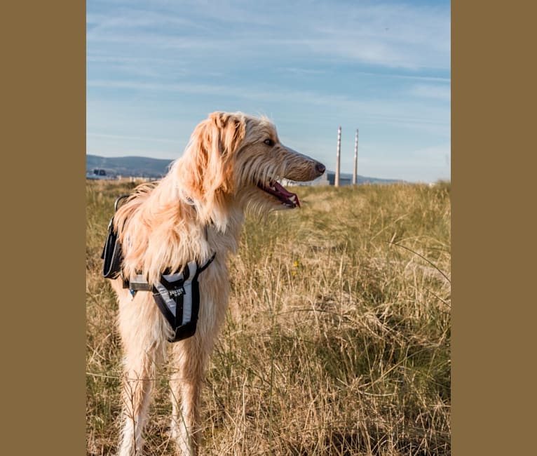 Borzoi golden retriever mix sales