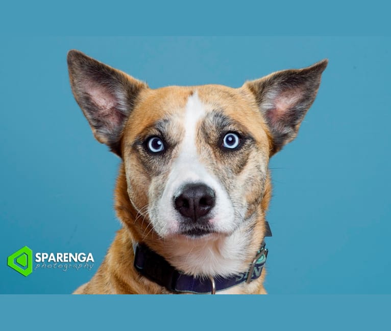 Sinna, a Siberian Husky and Staffordshire Terrier mix tested with EmbarkVet.com