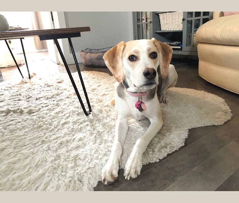 Daphne, an American Foxhound and English Foxhound mix tested with EmbarkVet.com