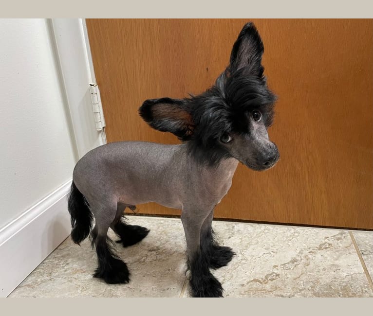 Stitch, a Chinese Crested tested with EmbarkVet.com