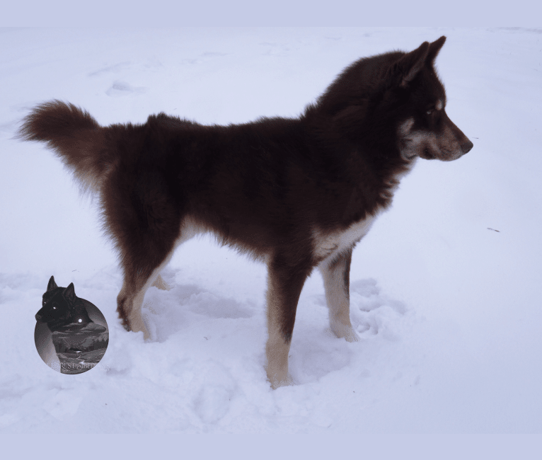 Omen, a Siberian Husky tested with EmbarkVet.com