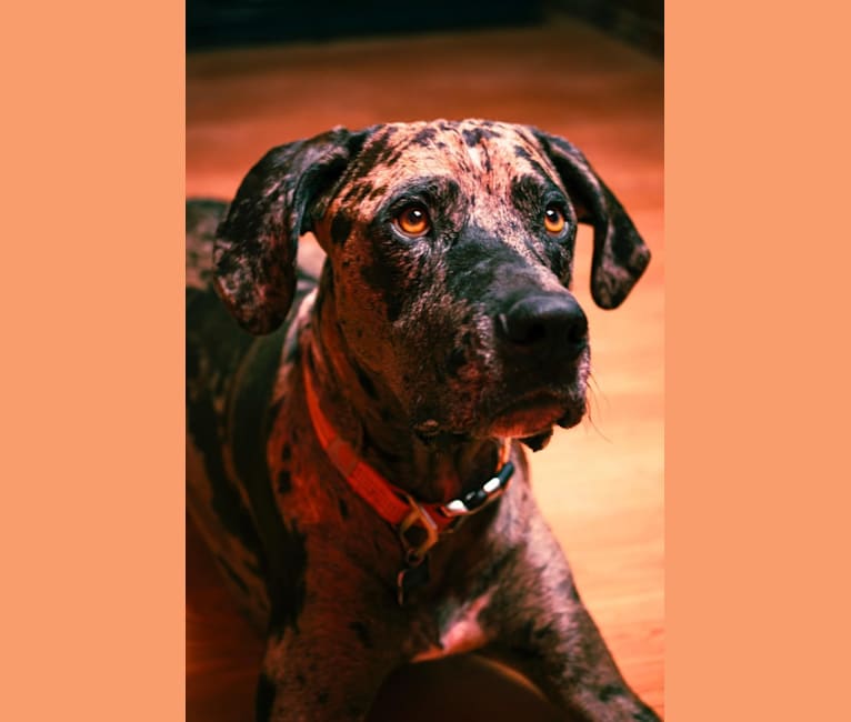 Buddy, an American Pit Bull Terrier and Great Dane mix tested with EmbarkVet.com