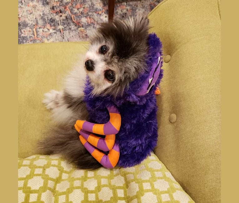 Photo of Ferris, a Pomeranian 