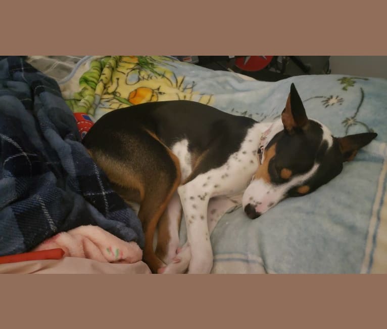 Bailey, a Rat Terrier and McNab mix tested with EmbarkVet.com