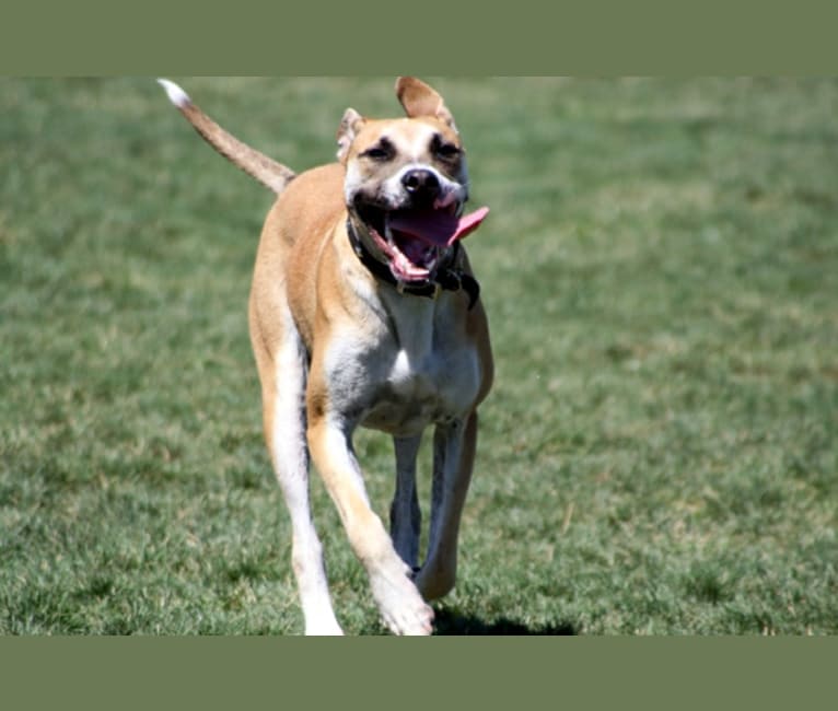 Photo of Jack, a German Shepherd Dog and American Pit Bull Terrier mix in California, USA
