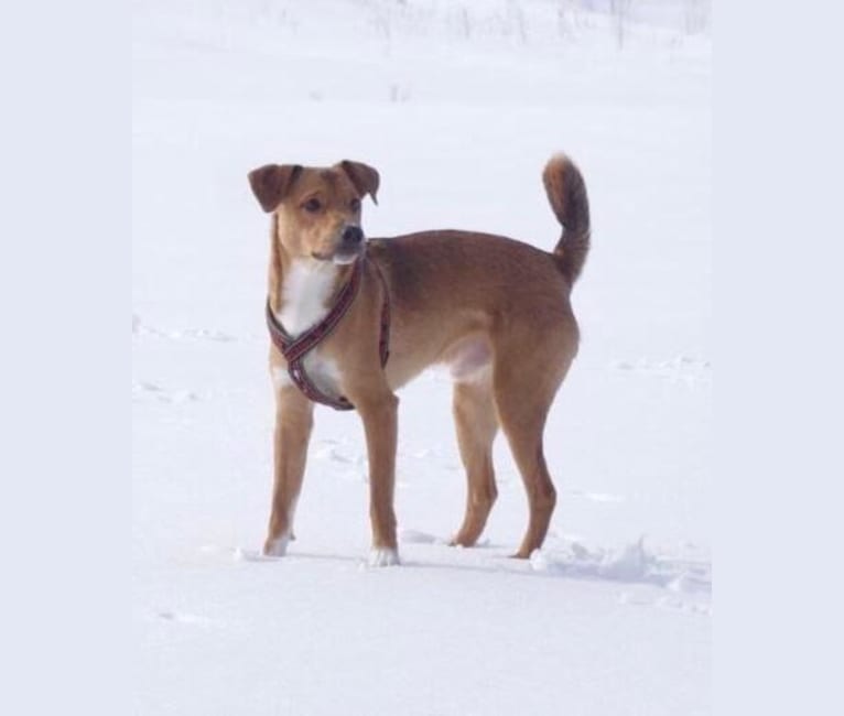 Ässä (Sirius), an Eastern European Village Dog and Russell-type Terrier mix tested with EmbarkVet.com
