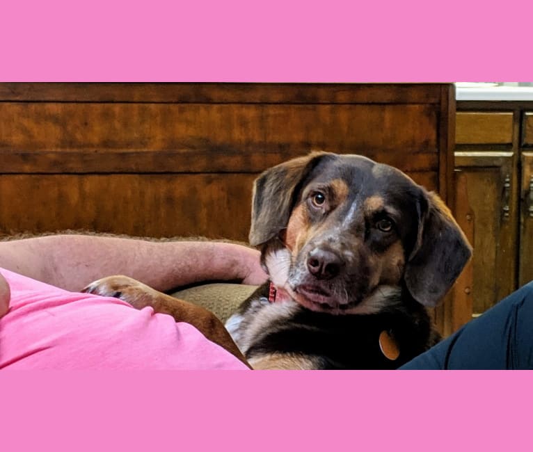 Rusty, a Beagle and German Shepherd Dog mix tested with EmbarkVet.com