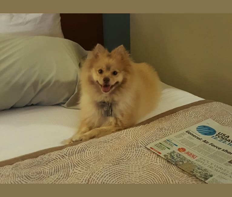 Shiba inu and pomeranian hotsell mix