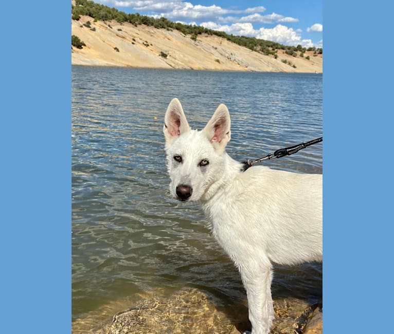 Nanuq a dog tested with EmbarkVet.com