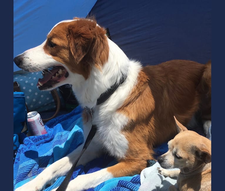 Chester, a Border Collie and Australian Cattle Dog mix tested with EmbarkVet.com