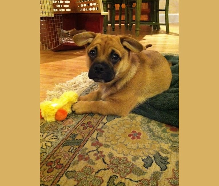 Photo of Murray, a Pug and Pembroke Welsh Corgi mix in Downers Grove, Illinois, USA