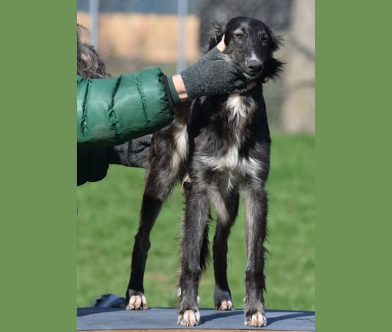Knight, a Silken Windhound tested with EmbarkVet.com