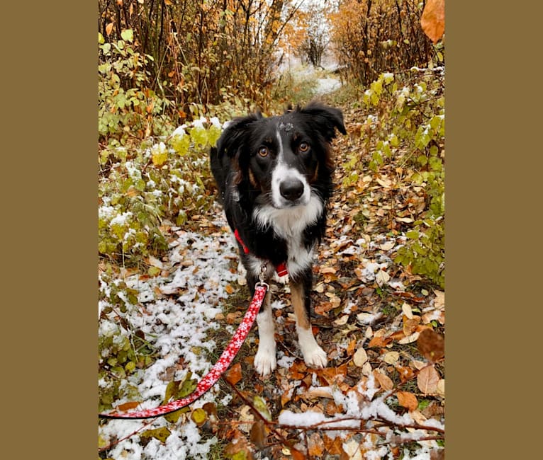 Otter, a Border Collie and Australian Shepherd mix tested with EmbarkVet.com