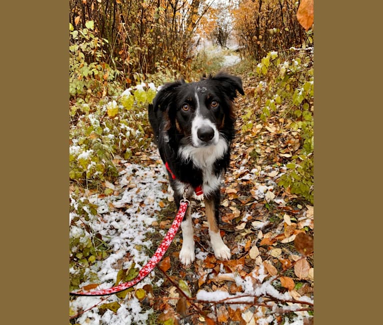 Embark Dog Dna Test Breed