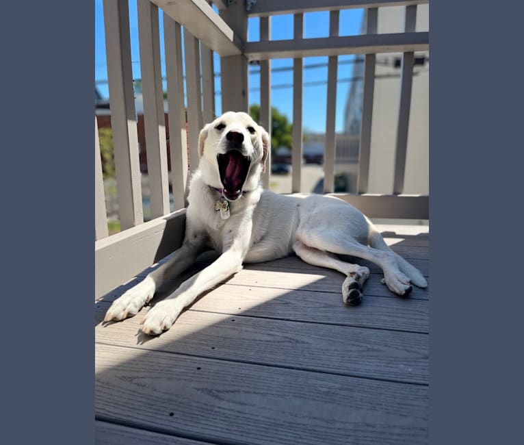Meera, a Great Pyrenees and Mountain Cur mix tested with EmbarkVet.com