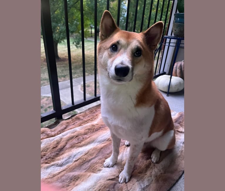 Logan, a Shiba Inu tested with EmbarkVet.com