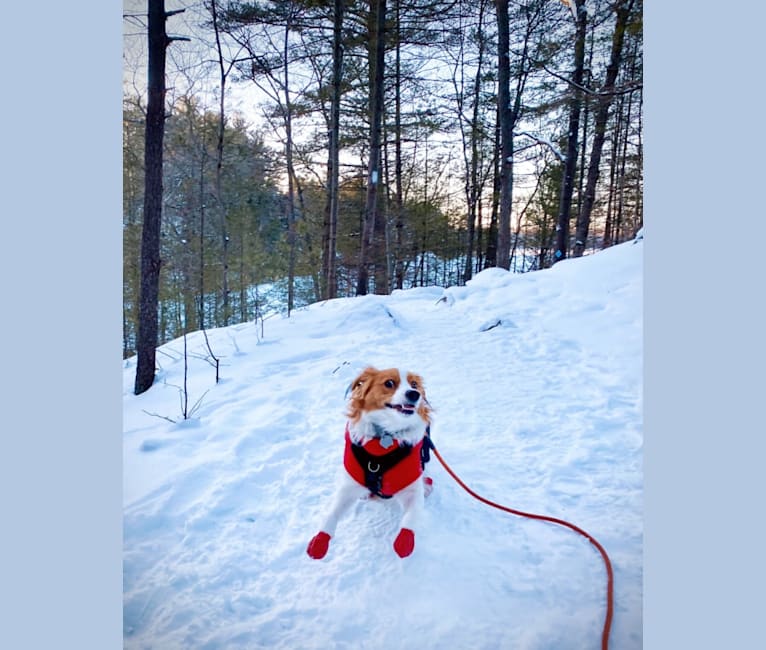 Tilly, a Nederlandse Kooikerhondje tested with EmbarkVet.com