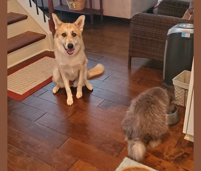 Juniper, a Great Pyrenees and Border Collie mix tested with EmbarkVet.com