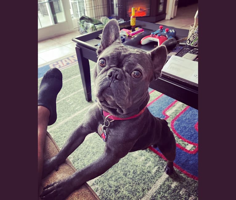 Blu, a French Bulldog tested with EmbarkVet.com