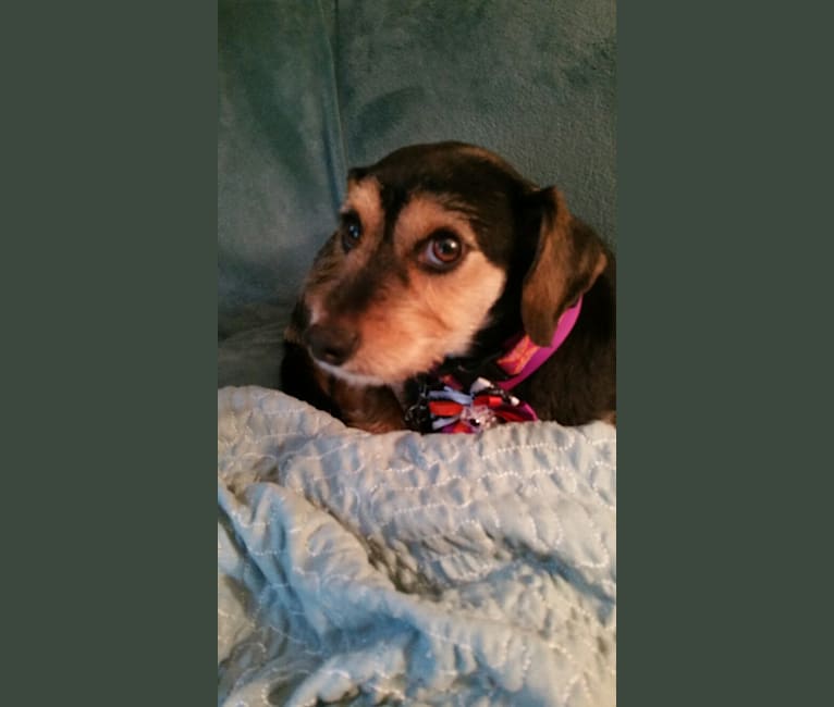 Photo of DOLLY, a Dachshund, Chihuahua, Yorkshire Terrier, Beagle, and Labrador Retriever mix