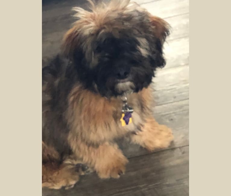 Barney Ungashick, a Soft Coated Wheaten Terrier and Poodle (Small) mix tested with EmbarkVet.com