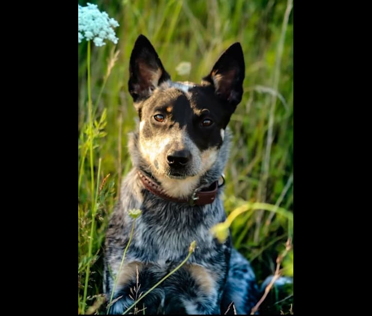 Millie AKA The Masked Millie, an Australian Cattle Dog tested with EmbarkVet.com