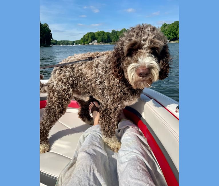 Bolo, an English Springer Spaniel and Poodle (Standard) mix tested with EmbarkVet.com