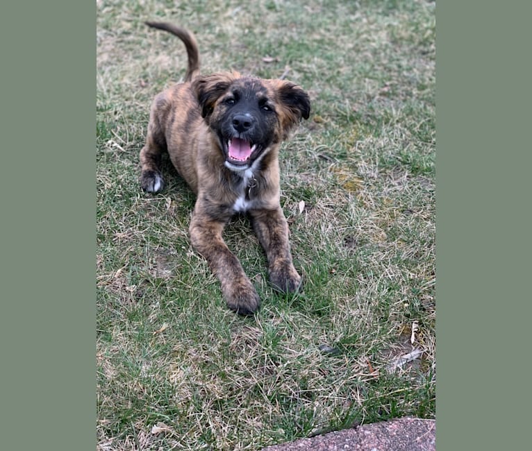 Emmy, an Australian Cattle Dog and Cocker Spaniel mix tested with EmbarkVet.com
