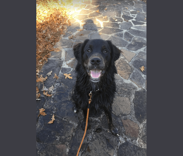 English shepherd lab mix outlet