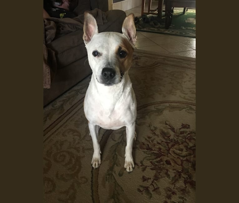 Rueger, a Staffordshire Terrier and Australian Cattle Dog mix tested with EmbarkVet.com