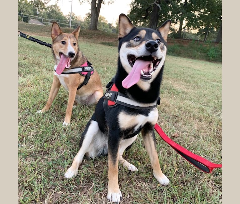 Maki, a Shiba Inu and Collie mix tested with EmbarkVet.com