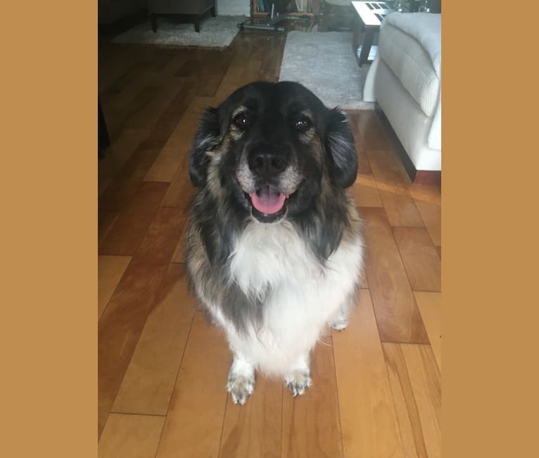 Chloe, a Labrador Retriever and German Shepherd Dog mix tested with EmbarkVet.com