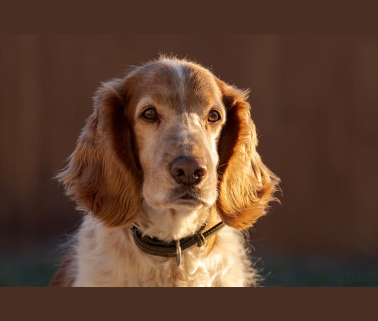 Photo of Mason, a Welsh Springer Spaniel  in Cleveland, OH, USA