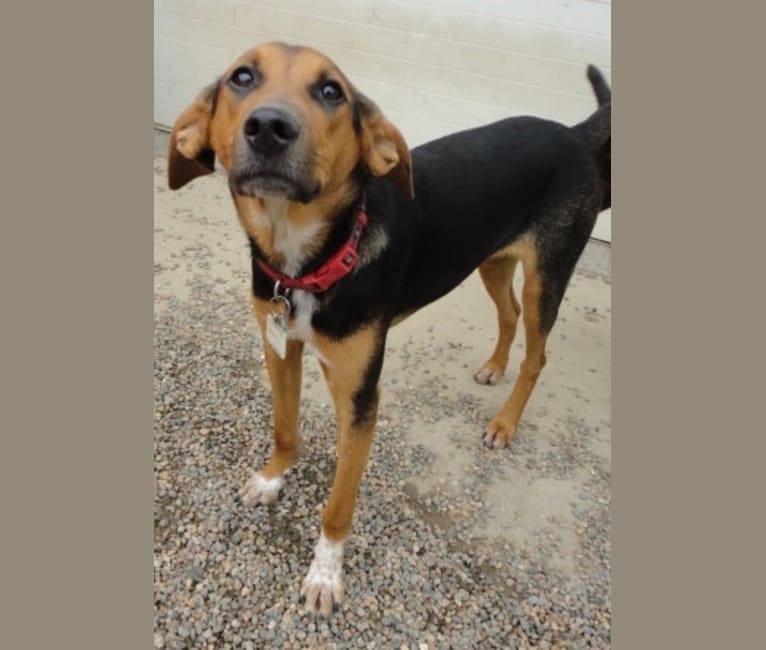 Black and tan hotsell foxhound