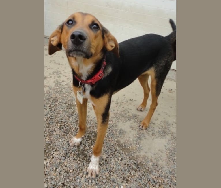 Chara, a Black and Tan Coonhound and Border Collie mix tested with EmbarkVet.com