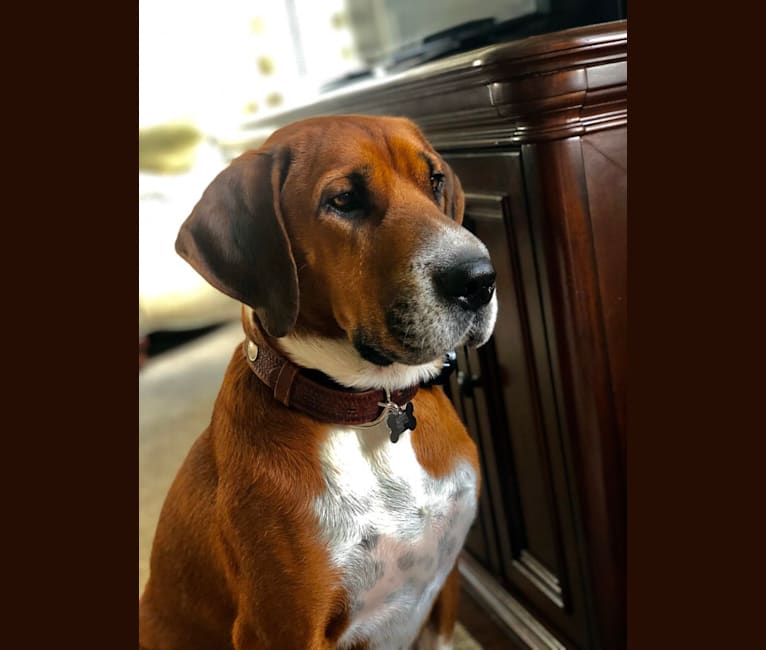 Lucky, a Treeing Walker Coonhound and Saint Bernard mix tested with EmbarkVet.com