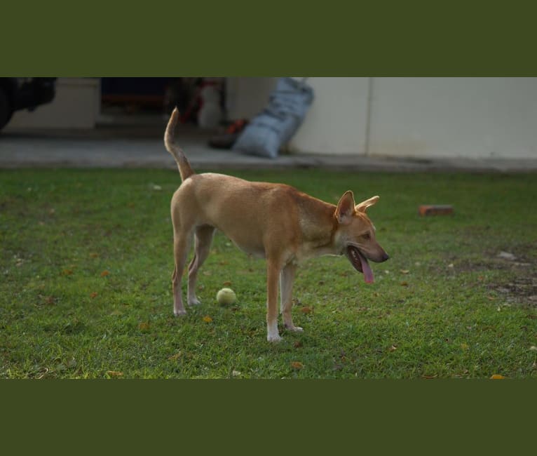 Lulu, a Hong Kong Village Dog tested with EmbarkVet.com