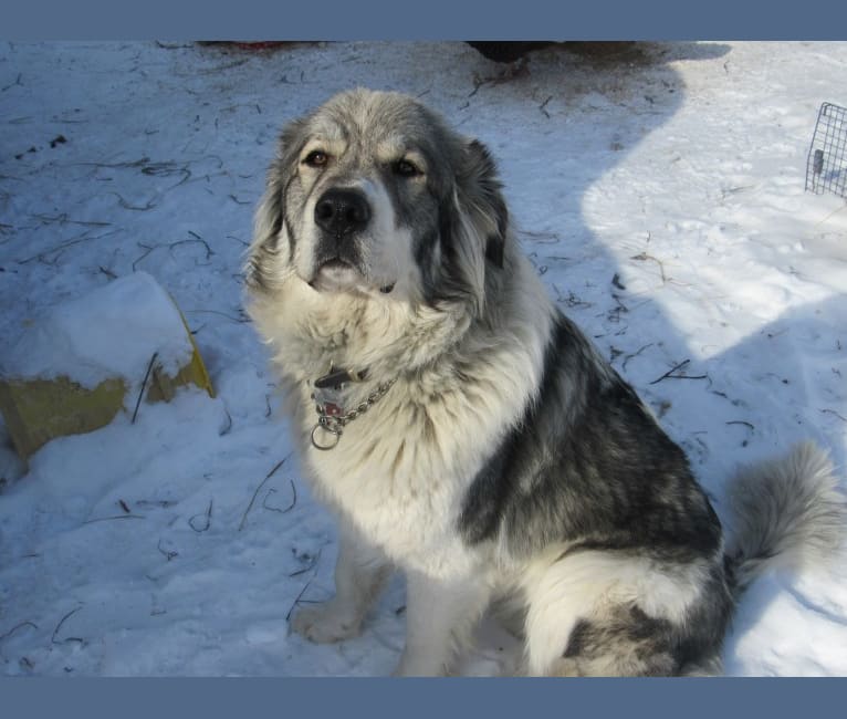 Kima, a Great Pyrenees tested with EmbarkVet.com