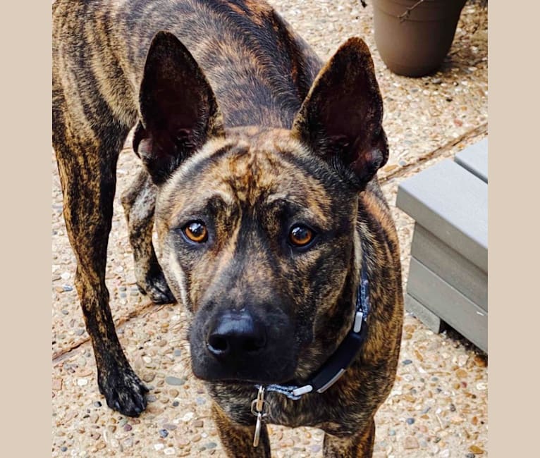 Embark Dog DNA Test Breed