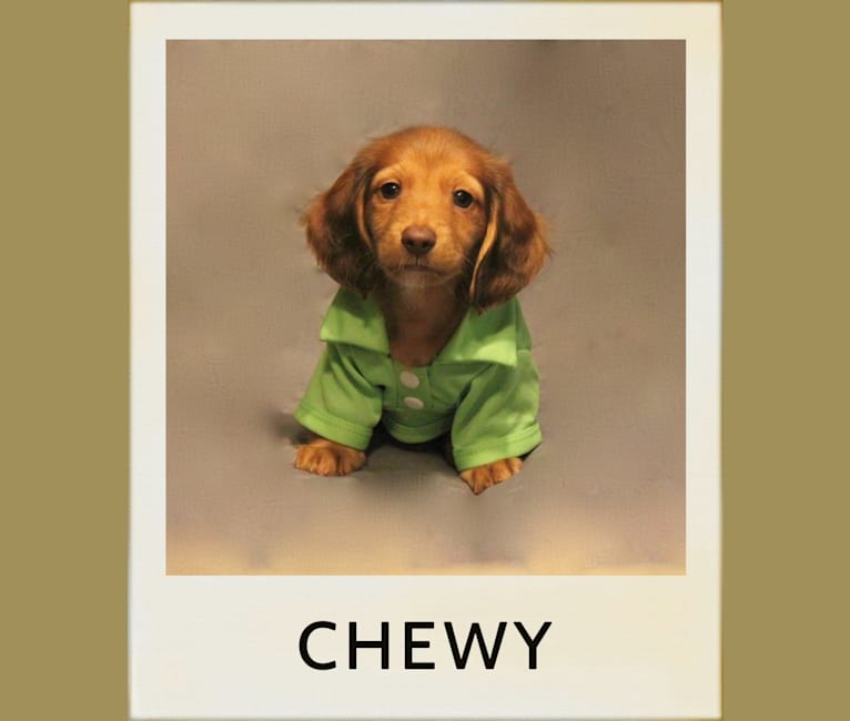 Chewy, a Dachshund tested with EmbarkVet.com
