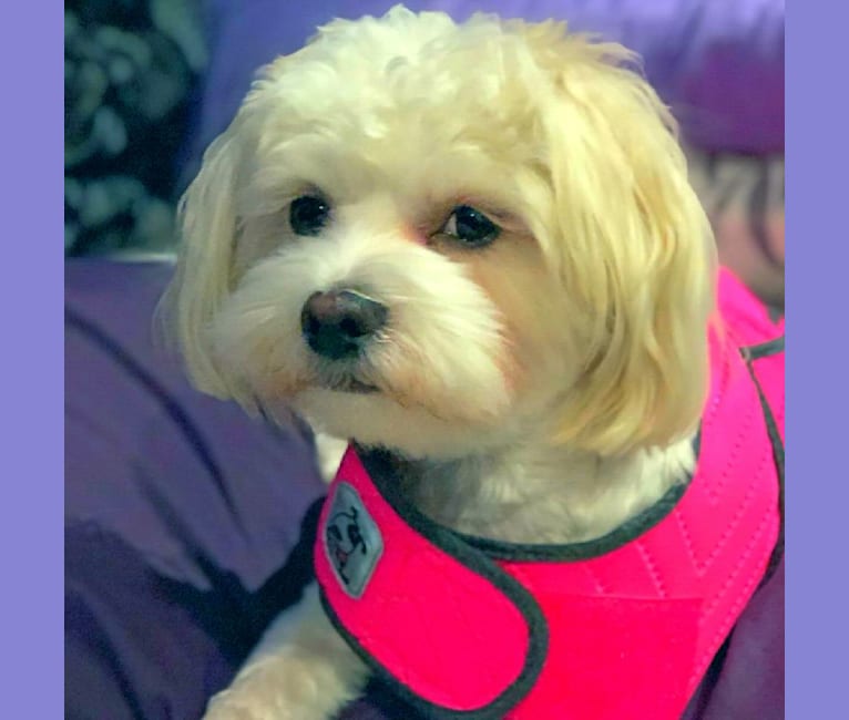Maggie, a Maltese and Poodle (Small) mix tested with EmbarkVet.com