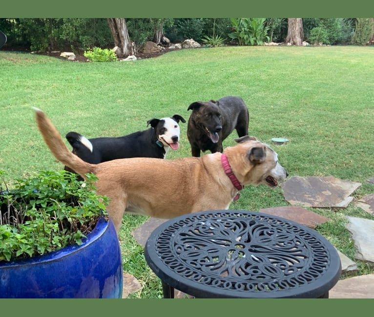 Luna, a Staffordshire Terrier and Border Collie mix tested with EmbarkVet.com