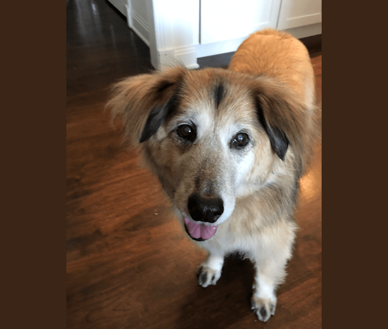 Max, a Shiba Inu and Golden Retriever mix tested with EmbarkVet.com