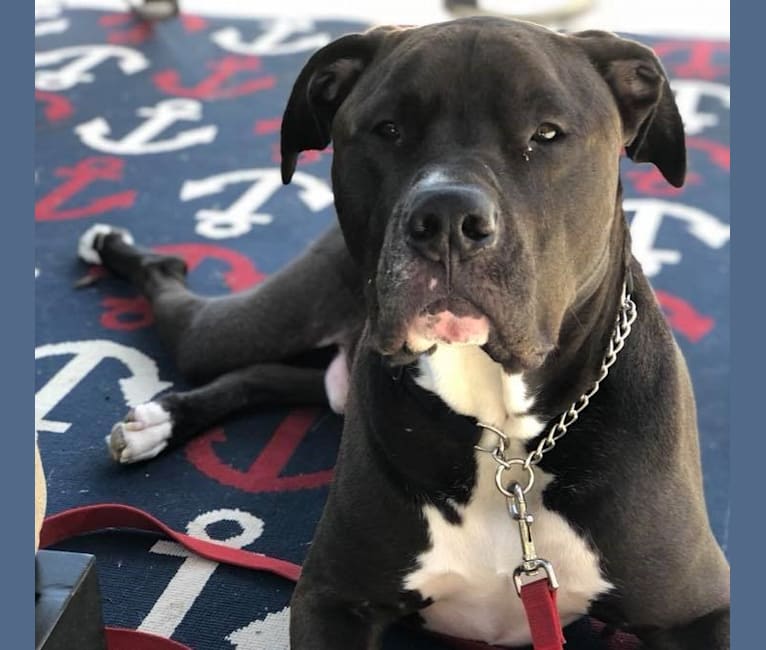 American staffordshire terrier bullmastiff new arrivals mix