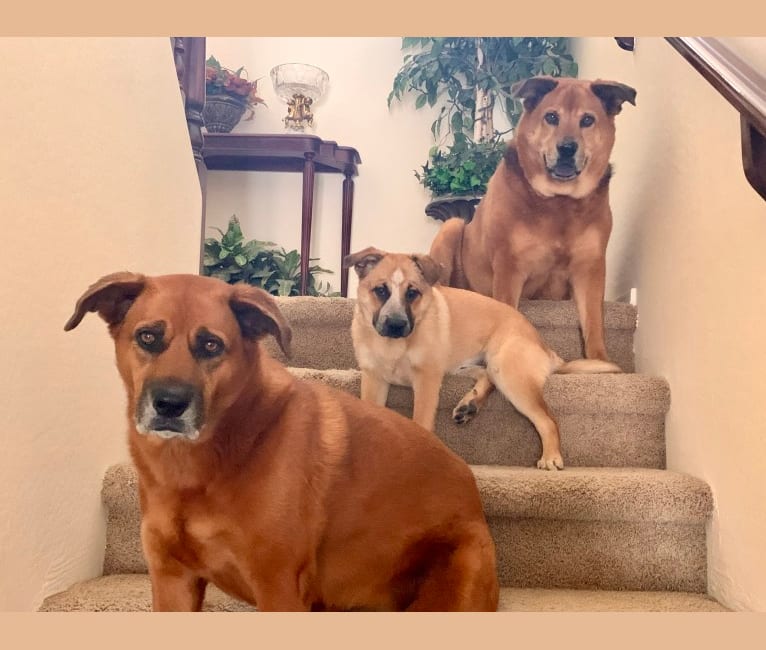 Photo of Piper, a Rottweiler, Chow Chow, and Mixed mix in Mesa, Arizona, USA