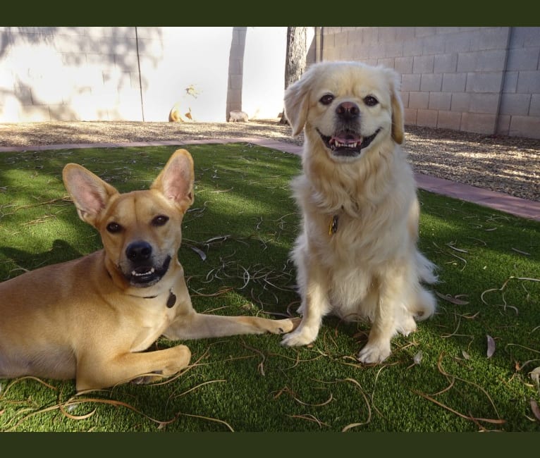 Bean, a Chow Chow and Chihuahua mix tested with EmbarkVet.com